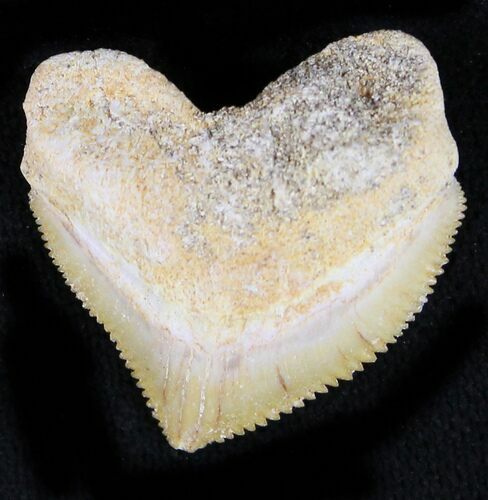 Nice Squalicorax (Crow Shark) Fossil Tooth #23507